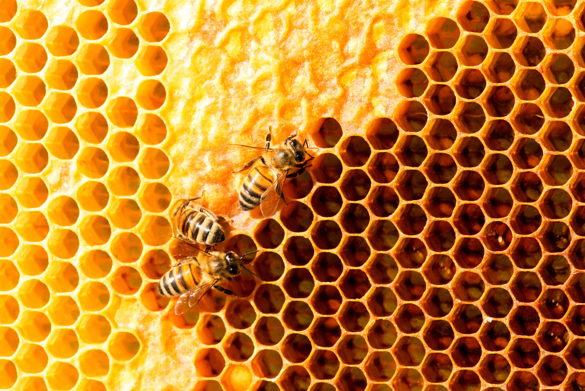 closeup of bees on honeycomb in apiary