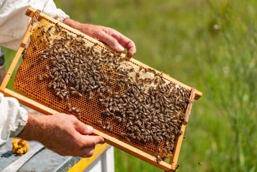 Rähmchen mit Bienen