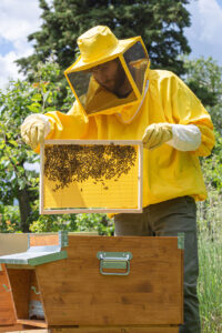 Imker mit Mittelwand vom Bienenstock