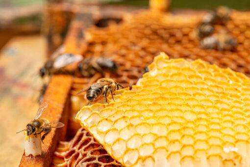 Bienen auf Naturwaben