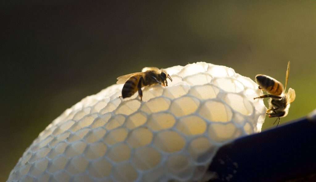 Bienen bauen Wabenstrukturen